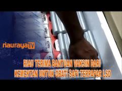 BANTUAN VAKSIN DARI KEMENTAN UNTUK OBATI SAPI TERPAPAR LSD DI RIAU